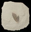 Fossil Balloon Vine Leaf - Green River Formation #16292-1